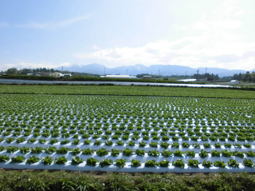 Vegetable field (Koumi-machi, Nagano)